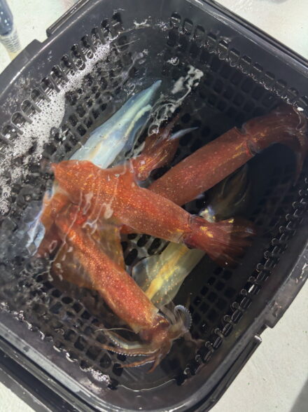 2回目のイカメタル🦑