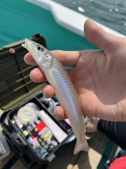 ようやくキス釣り