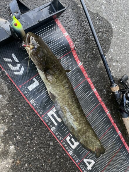 真夏のデイナマ攻略！