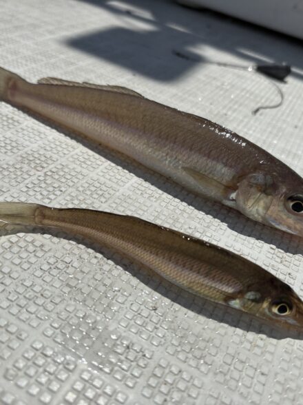 東京湾でキスを狙ってたら、アイツが釣れた…