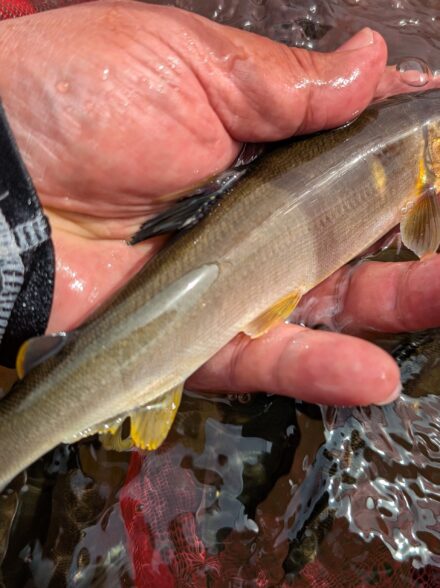 2025年鮎釣り16回目IN相模川葉山地区その5