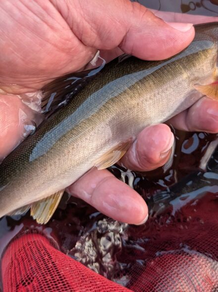 2025年鮎釣り18回目IN相模川上依知