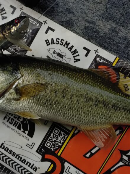 9月上旬七色アタック1