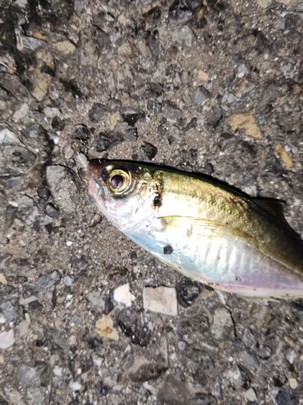 アジングシーズン突入か!?