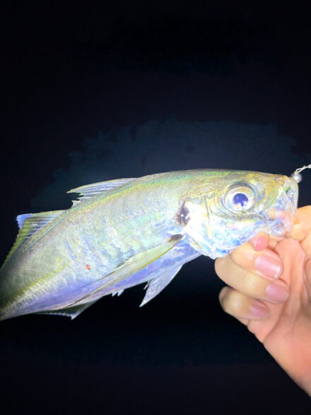 アジングin淡路島