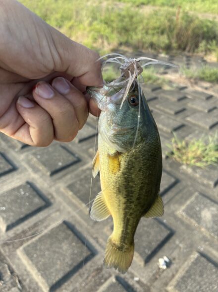 夏を引きずる霞釣行！