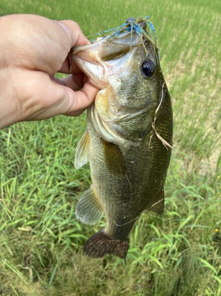 ストロングスタイルIN霞水系