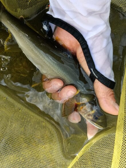 鮎のお客さんお二人と日高川へ♪