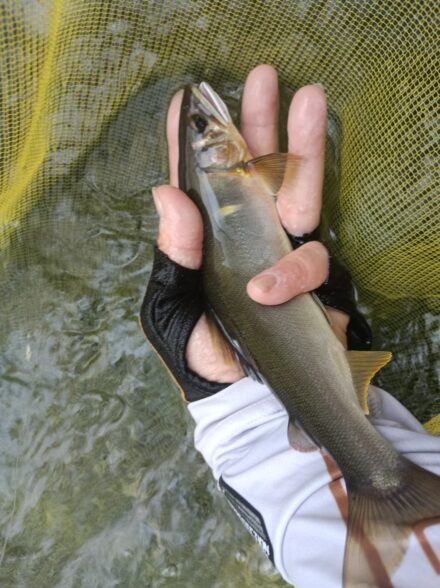 お客さんと日高川ダム下♪