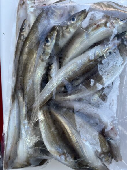 東京湾船シロギス！