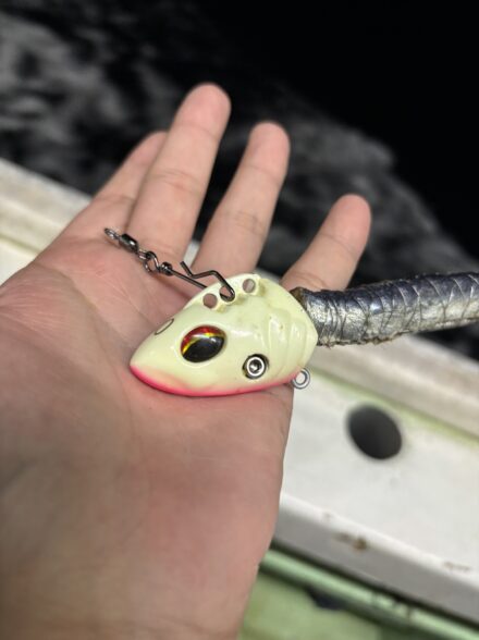 大阪湾船タチウオテンヤ最前線‼️