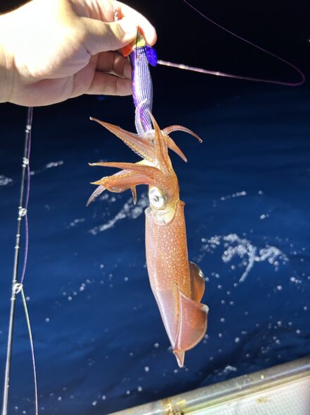 イカメタルシーズン終盤ラスト釣行！