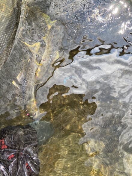 友釣り　自主練