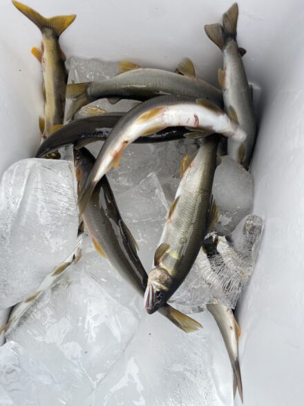 九頭竜川　鮎釣り