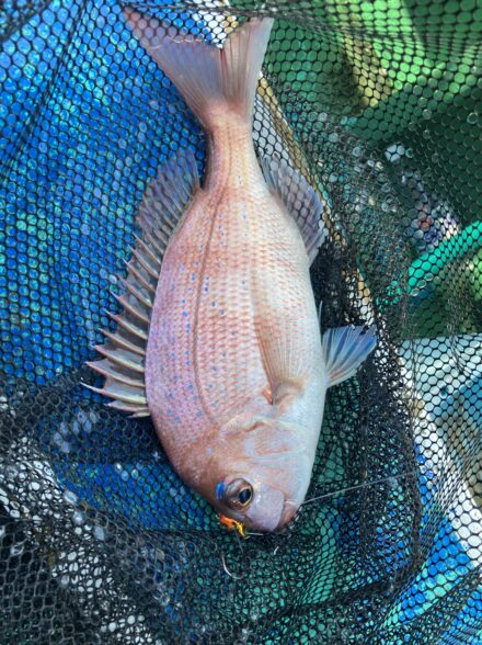 明石！一つテンヤ！海蓮丸！