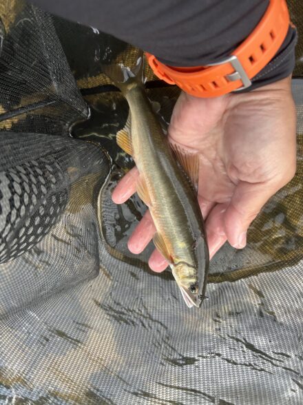 ほんとの最後⁈今年の鮎釣り