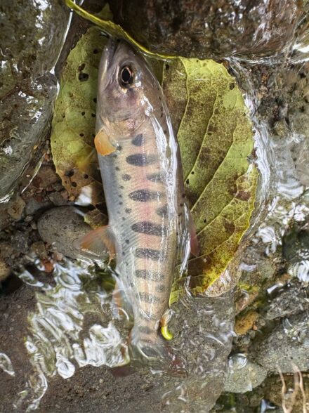 狩野川水系のアマゴ