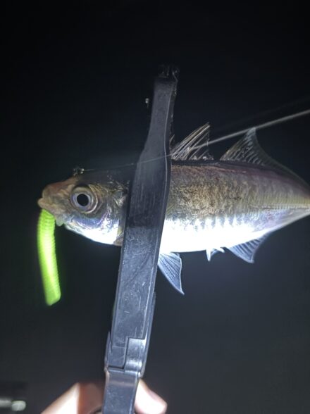 アジングin大阪湾