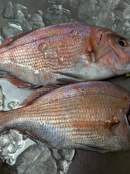 明石鯛ラバ9月24日