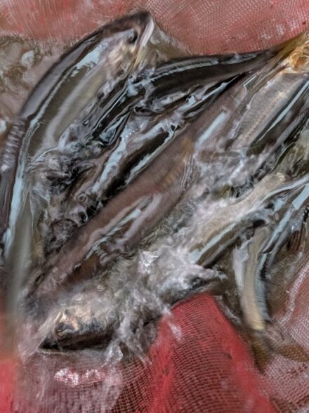 2025年鮎釣り22回目IN相模川上大島地区その5（今季最終）