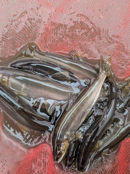 2025年鮎釣り21回目IN相模川上大島地区その4