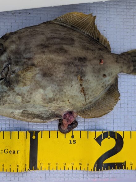 久里浜沖のカワハギ釣り