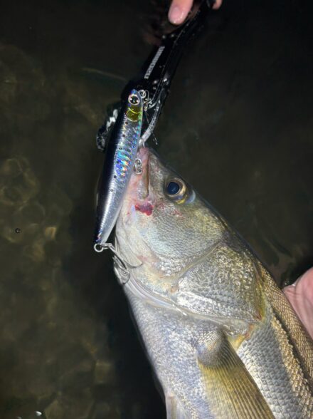 多摩川　ウェーディングシーバス