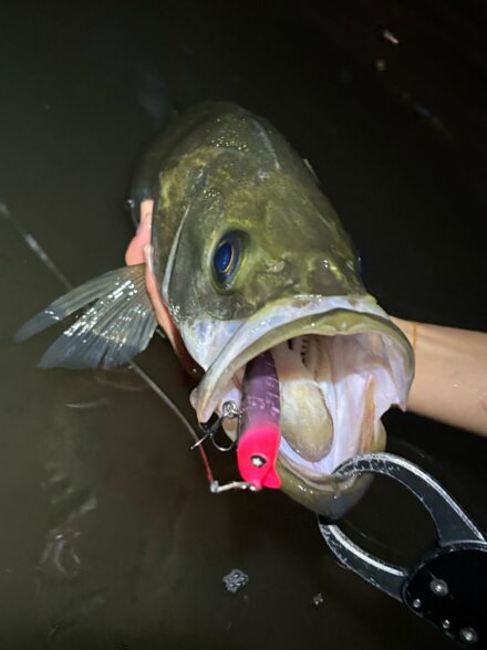 多摩川コノシロパターン攻略