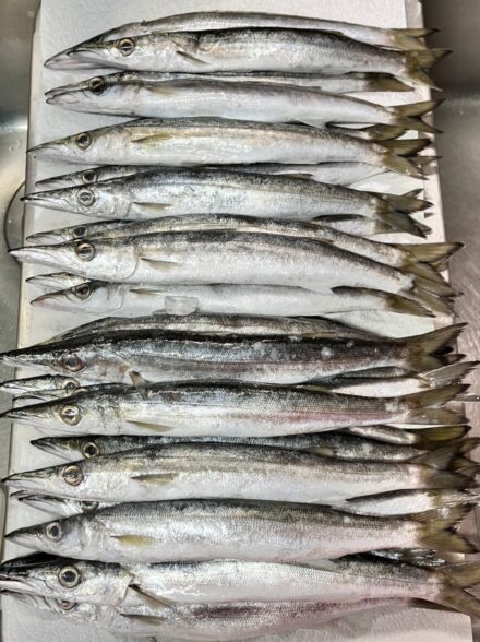 伊豆エリアでのカマスゲーム・今季２戦目は２８匹の好釣果！！