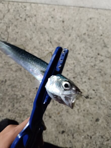 アジ探しin茨城