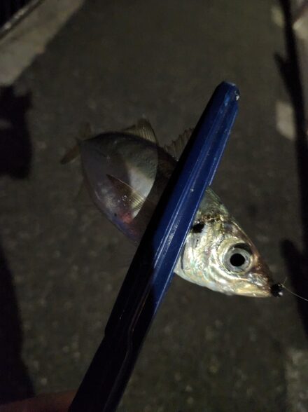 東京湾内アジ探し