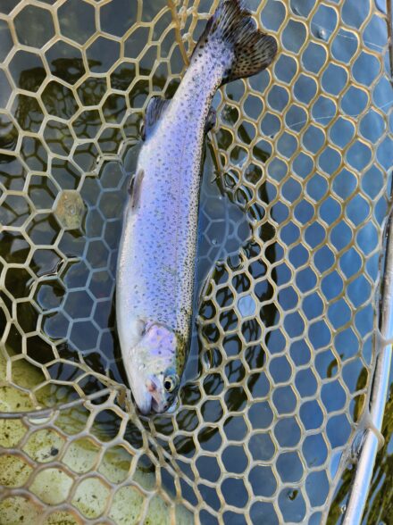 アジングからのエリアトラウト