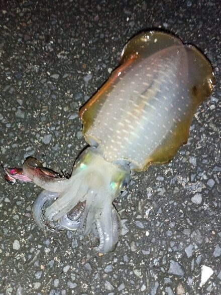 舞鶴方面エギング釣行7