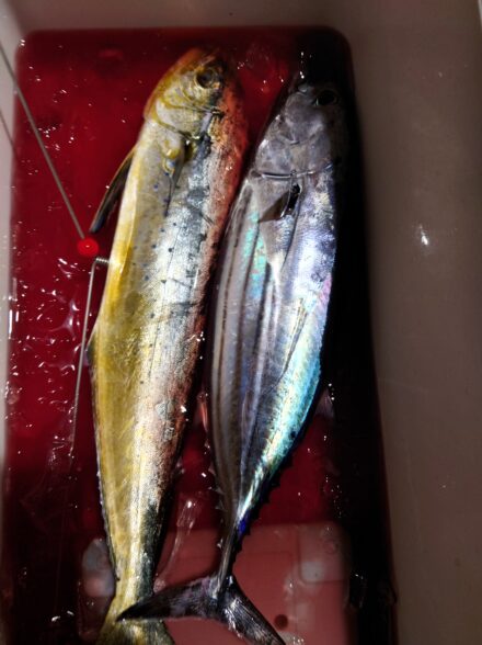 今シーズン2戦目コマセマグロ