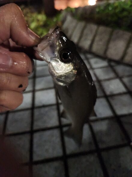 超短時間の河口ライトゲーム