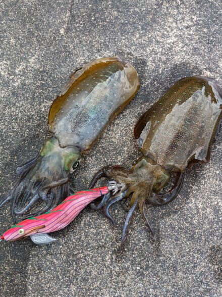 舞鶴方面エギング釣行8