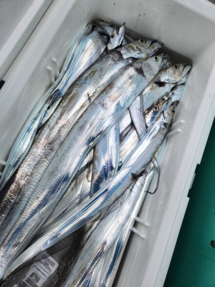 東京湾タチウオテンヤDay2