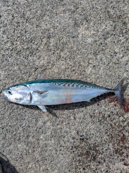 西伊豆両軸遠投カゴ釣り＆泳がせ釣り