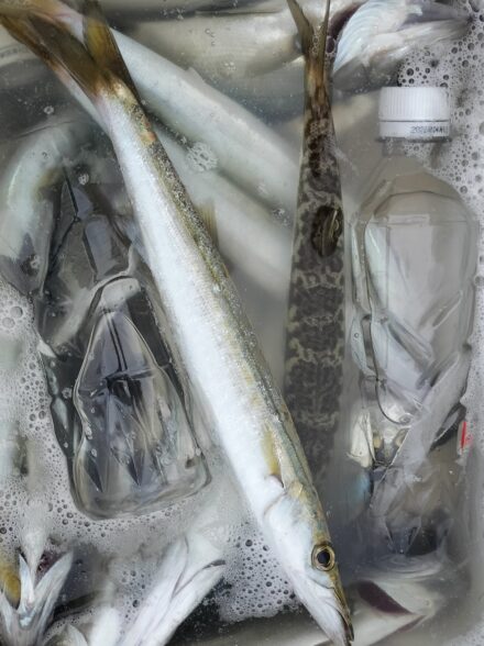 伊豆エリアでのカマスゲーム・今季初戦は最悪の出足に😅😅・・・