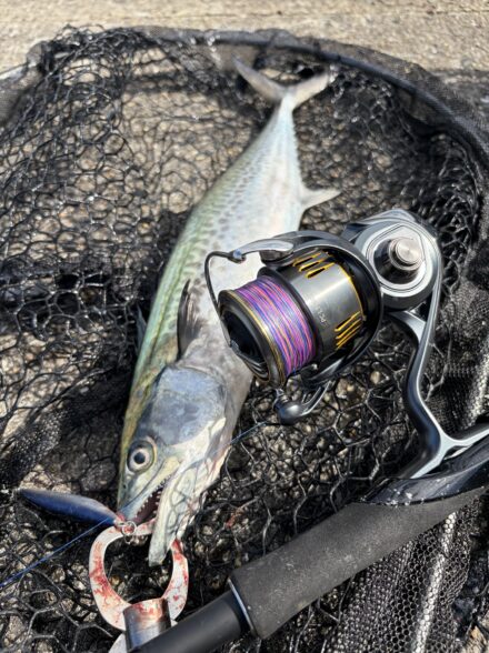 武庫一サゴシ好調！