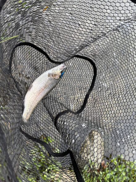 高島の泉エリアトラウト