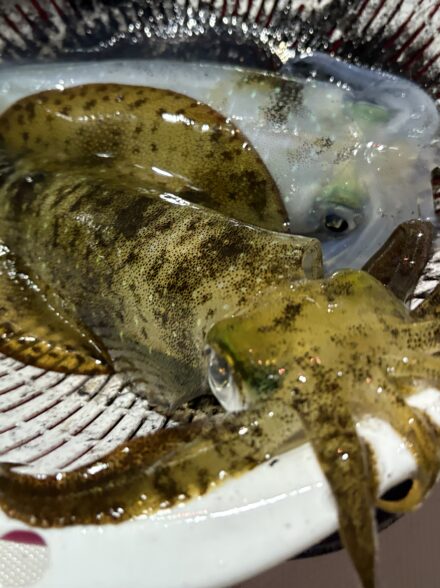 東京湾ティップラン