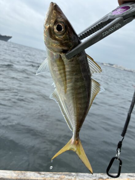 東京湾の黄金アジ！