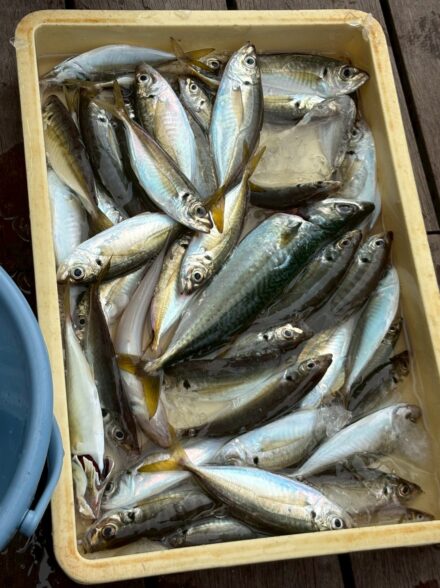 釣って食べれる!東京湾のLTアジ!