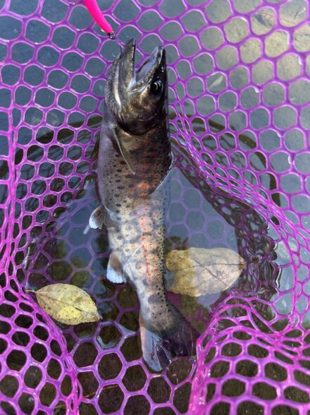 すそのフィッシングパーク