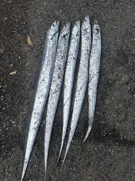 横浜でタチウオ！