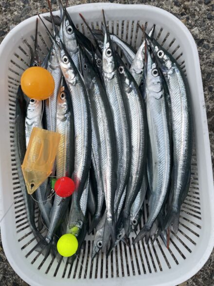 福井遠投サビキとサヨリ釣り