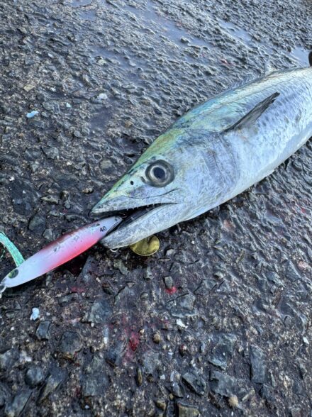 武庫一サゴシ調査!