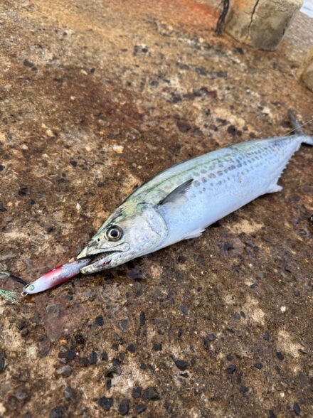 大阪ライトショアジギ