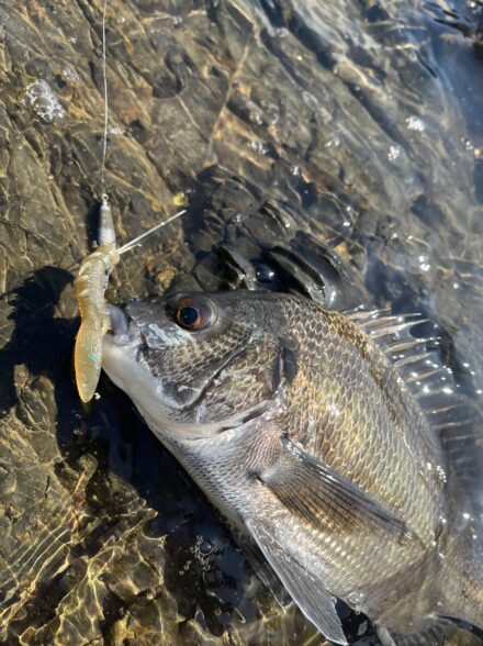 高田釣行便 浜名湖チニング⑤